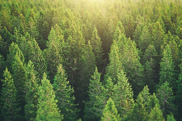 Почему EcoWood-NEO — ваш выбор
